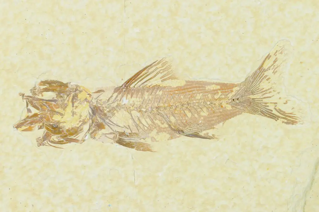 Green River Fossils: Bats, Crayfish, Horse, Turtles
